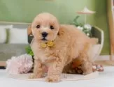マルプー(マルチーズ×トイプードル)【神奈川県・女の子・2025年5月21日・アプリコット】の写真5「🐶複数頭見学🐶大歓迎🎉一度の見学で他のワンちゃんたちも見れます💕」