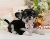 チワワ(ロング)【神奈川県・女の子・2025年8月10日・ブラックタン&ホワイト】の写真5「🐶複数頭見学🐶大歓迎🎉一度の見学で他のワンちゃんたちも見れます💕」