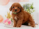 トイプードル(トイ)【神奈川県・男の子・2025年5月15日・レッド】の写真5「🐶複数頭見学🐶大歓迎🎉一度の見学で他のワンちゃんたちも見れます💕」