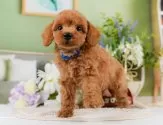 トイプードル(トイ)【神奈川県・男の子・2025年7月20日・レッド】の写真5「🐶複数頭見学🐶大歓迎🎉一度の見学で他のワンちゃんたちも見れます💕」