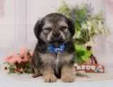 チワックス(チワワ×ダックスフンド)【神奈川県・男の子・2025年7月25日・フォーン】の写真5「🐶複数頭見学🐶大歓迎🎉一度の見学で他のワンちゃんたちも見れます💕」