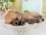 ポメラニアン【神奈川県・男の子・2025年6月23日・オレンジセーブル】の写真5「🐶複数頭見学🐶大歓迎🎉一度の見学で他のワンちゃんたちも見れます💕」