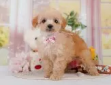 タイニープードル【神奈川県・女の子・2025年3月22日・アプリコット】の写真5「🐶複数頭見学🐶大歓迎🎉一度の見学で他のワンちゃんたちも見れます💕」