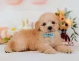 トイプードル(トイ)【神奈川県・男の子・2025年6月28日・アプリコット】の写真5「🐶複数頭見学🐶大歓迎🎉一度の見学で他のワンちゃんたちも見れます💕」