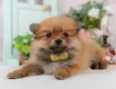 ポメラニアン【神奈川県・女の子・2025年7月26日・オレンジセーブル】の写真5「🐶複数頭見学🐶大歓迎🎉一度の見学で他のワンちゃんたちも見れます💕」
