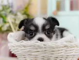 チワワ(ロング)【神奈川県・女の子・2025年6月22日・ブラックタンホワイト】の写真5「🐶複数頭見学🐶大歓迎🎉一度の見学で他のワンちゃんたちも見れます💕」