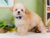 ティーカッププードル【神奈川県・男の子・2025年8月11日・アプリコット】の写真5「🐶複数頭見学🐶大歓迎🎉一度の見学で他のワンちゃんたちも見れます💕」