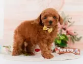 ティーカッププードル【神奈川県・女の子・2025年5月2日・レッド】の写真5「🐶複数頭見学🐶大歓迎🎉一度の見学で他のワンちゃんたちも見れます💕」