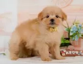 ポメプー(ポメラニアン×トイプードル)【神奈川県・女の子・2025年6月18日・アプリコット】の写真5「🐶複数頭見学🐶大歓迎🎉一度の見学で他のワンちゃんたちも見れます💕」