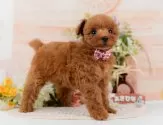 タイニープードル【神奈川県・女の子・2025年8月18日・レッド】の写真5「🐶複数頭見学🐶大歓迎🎉一度の見学で他のワンちゃんたちも見れます💕」