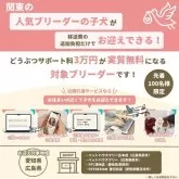タイニープードル【神奈川県・女の子・2025年7月5日・レッド】の写真6「愛知・広島でコウノトリをご利用の場合、サポート料3万円割引🎉🐶✨※一部対象外の子もいます」