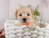 マルプー(マルチーズ×トイプードル)【神奈川県・男の子・2025年3月19日・アプリコット】の写真4「🐶複数頭見学🐶大歓迎🎉一度の見学で他のワンちゃんたちも見れます💕」