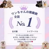 ペキプー(ペキニーズ×トイプードル)【神奈川県・女の子・2025年3月9日・アプリコット】の写真10「🐾👑掲載頭数全国No.1👑🐾たくさんのワンちゃんをご紹介できます🐶まずは当犬舎に！！」