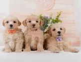 マルプー(マルチーズ×トイプードル)【神奈川県・男の子・2025年7月7日・クリーム】の写真8「きょうだいちゃんたちです💕運命の子と出会えますように…🌟」