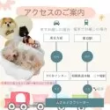 タイニープードル【神奈川県・男の子・2024年9月18日・レッド】の写真9「アクセス良好🚙」