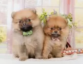 ポメラニアン【神奈川県・男の子・2025年8月13日・オレンジセーブル】の写真8「きょうだいちゃんたちです💕運命の子と出会えますように…🌟」