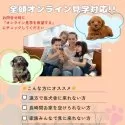 タイニープードル【神奈川県・男の子・2024年9月18日・レッド】の写真10「🛫遠方の方はオンライン見学も可能🚄」
