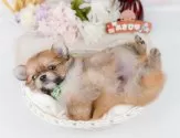 ポメチワ(ポメラニアン×チワワ)【神奈川県・男の子・2025年5月7日・レッド】の写真9「東京・神奈川県内で掲載数No.1👑まずは当犬舎にお越しください🎶」