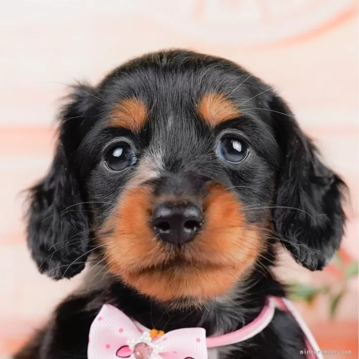 ID：2402-01480の子犬