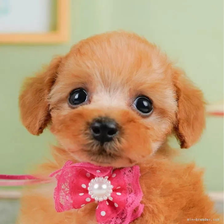 ID：2407-00804の子犬