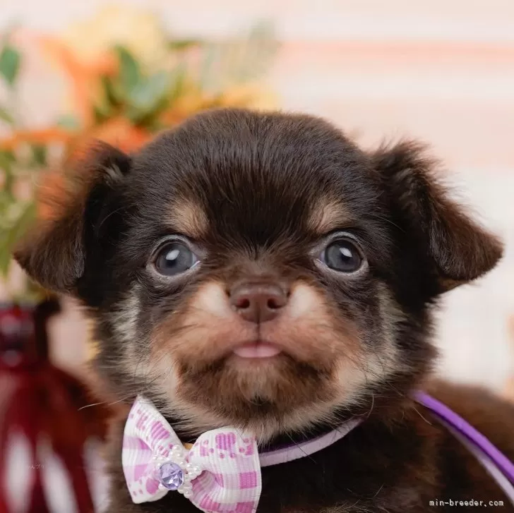 ID:2405-03295の子犬