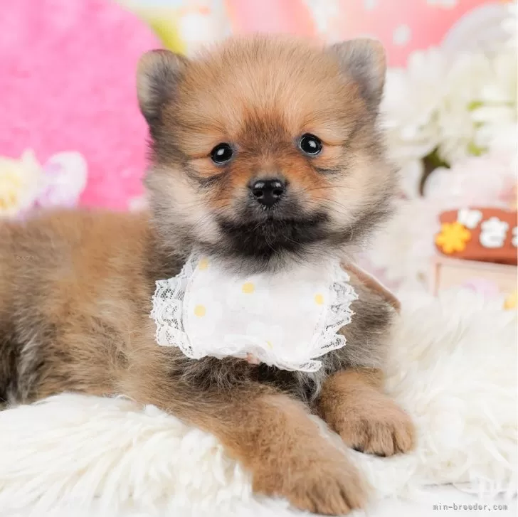 ID:2401-05425の子犬