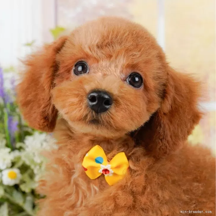 ID：2406-00966の子犬