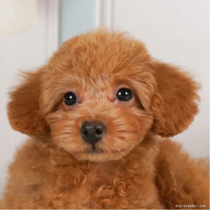 ID：2304-01039の子犬