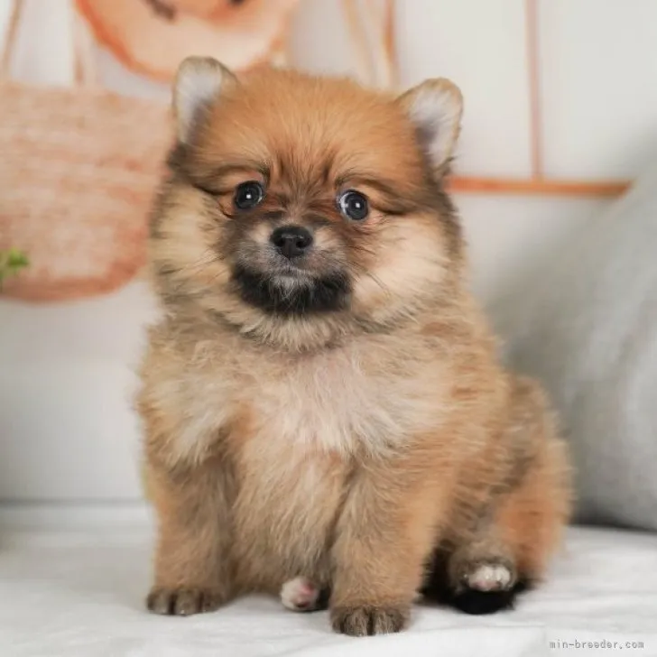 ID：2304-05127の子犬