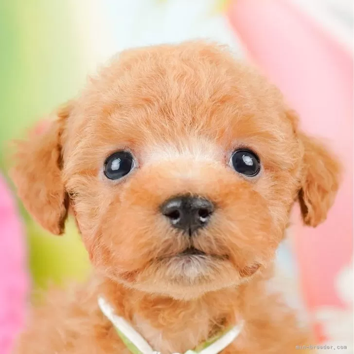 ID：2312-05976の子犬