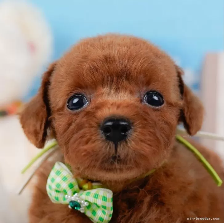 ID：2407-04633の子犬