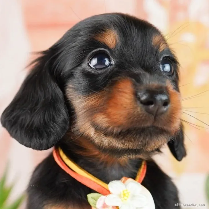 ID：2308-06620の子犬