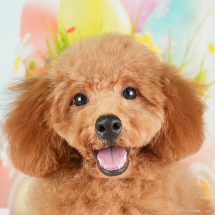 ID：2309-01482の子犬
