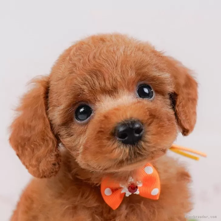 ID:2406-06196の子犬