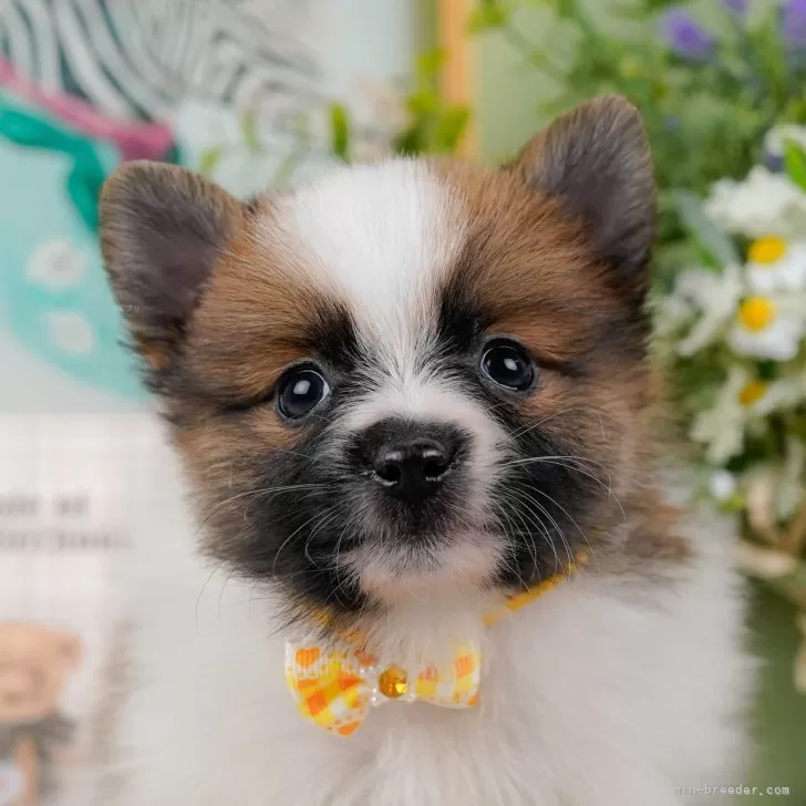 ID:2403-01713の子犬