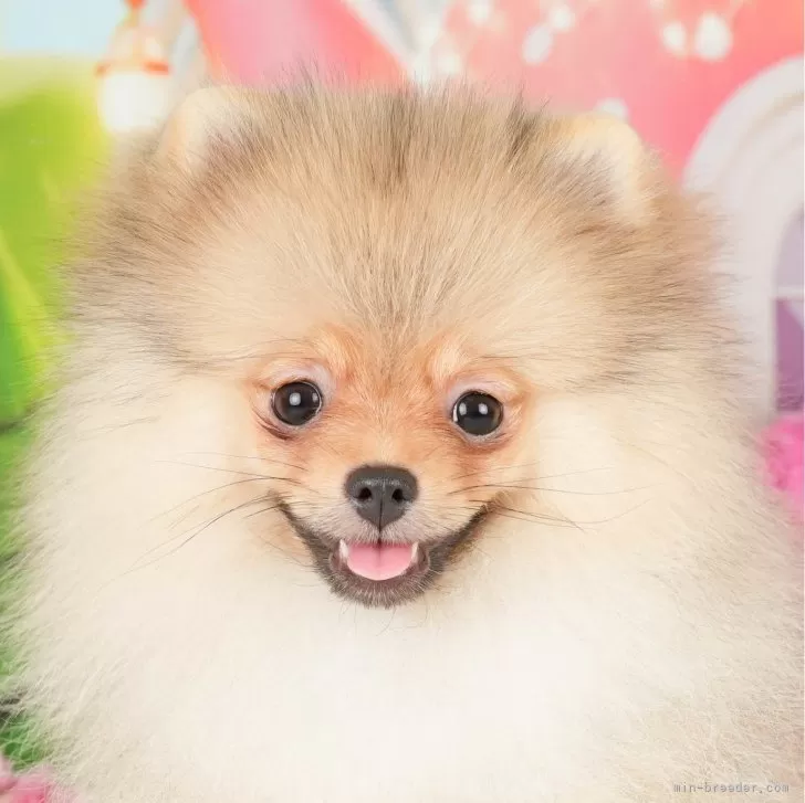ID:2309-02981の子犬