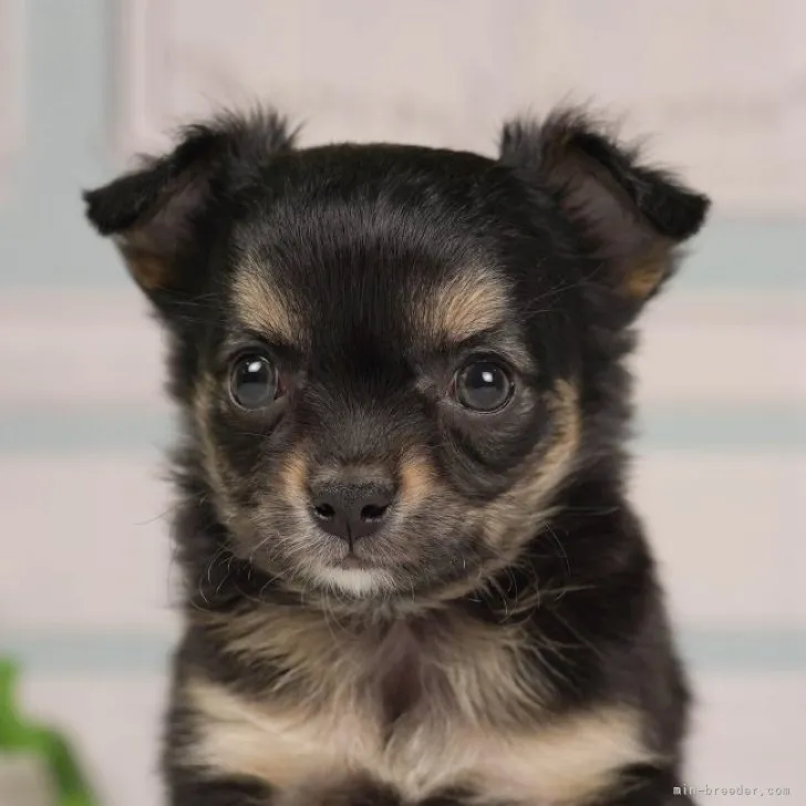 ID:2303-02880の子犬