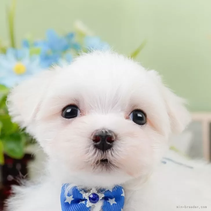 ID：2405-00403の子犬