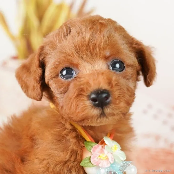 ID：2308-06609の子犬