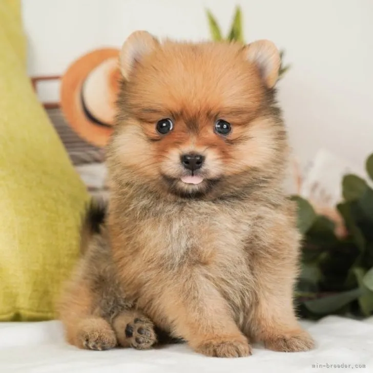 ID：2304-05122の子犬