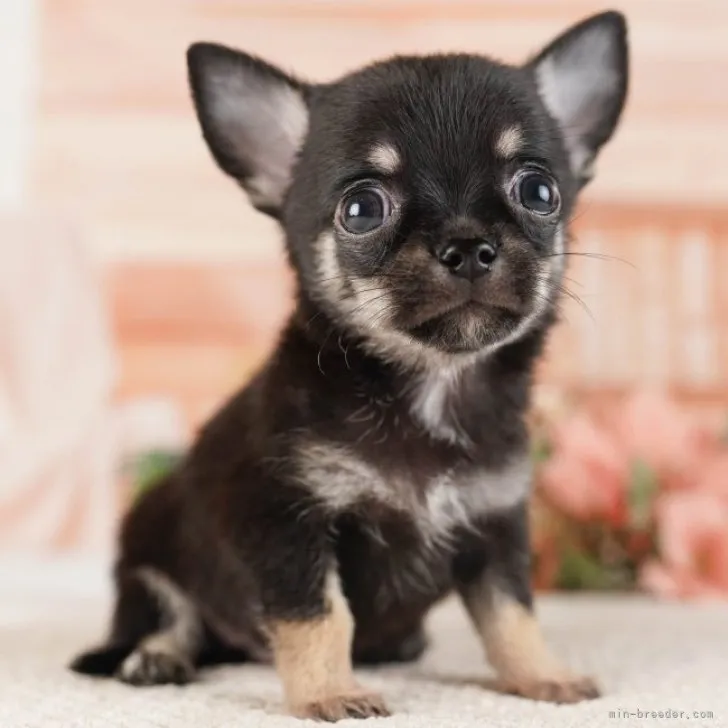 ID：2307-04163の子犬