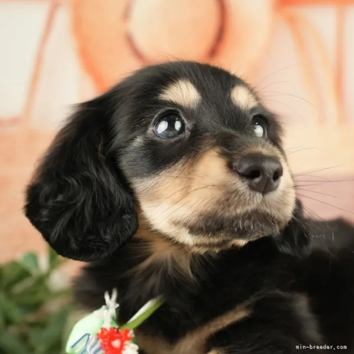 ID：2309-04758の子犬