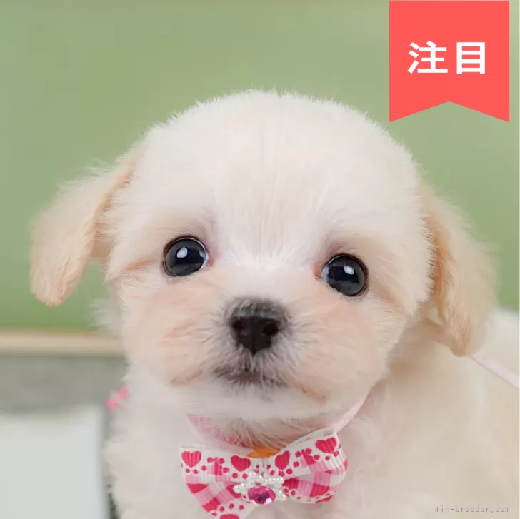 ID:2410-02352の子犬