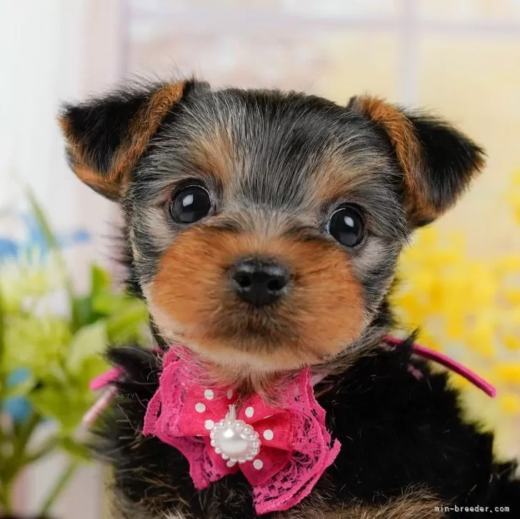ID:2410-04359の子犬