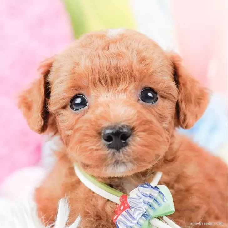 ID:2401-00388の子犬