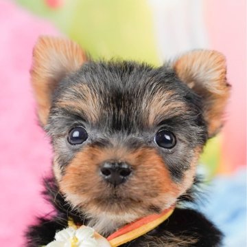 ヨークシャーテリア【神奈川県・女の子・2023年11月25日・スティールブルー&タン】の写真「たくさん甘えさせてほしいワン！♡」