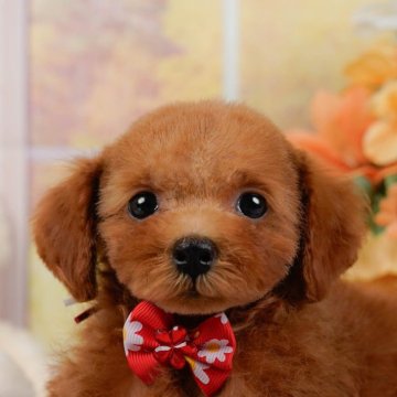 トイプードル(トイ)【神奈川県・女の子・2024年8月21日・レッド】の写真「🐶見学会開催💕可愛いワンちゃんが大集合💓💓」