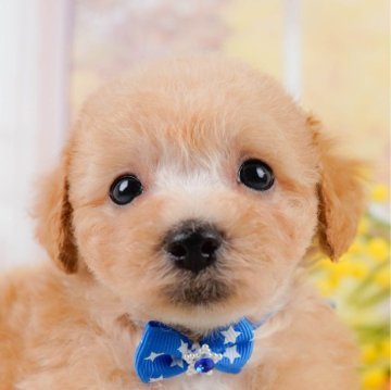 ミックス(ビションフリーゼ×トイプードル)【神奈川県・男の子・2024年5月22日・アプリコット】の写真「🐶7月20日(土)見学会開催🎉」