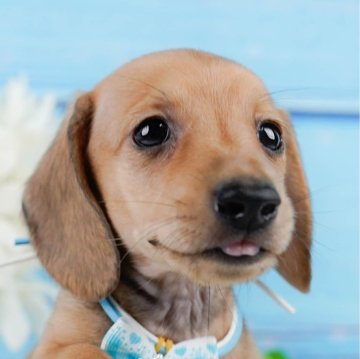 ミニチュアダックスフンド(スムース)【神奈川県・男の子・2024年5月21日・シェーデッドイエロー】の写真「🐶7月20日(土)見学会開催🎉」