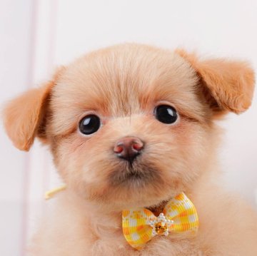 ポメプー(ポメラニアン×トイプードル)【神奈川県・女の子・2024年3月24日・アプリコット】の写真「🐶6月15日見学会開催🎉」